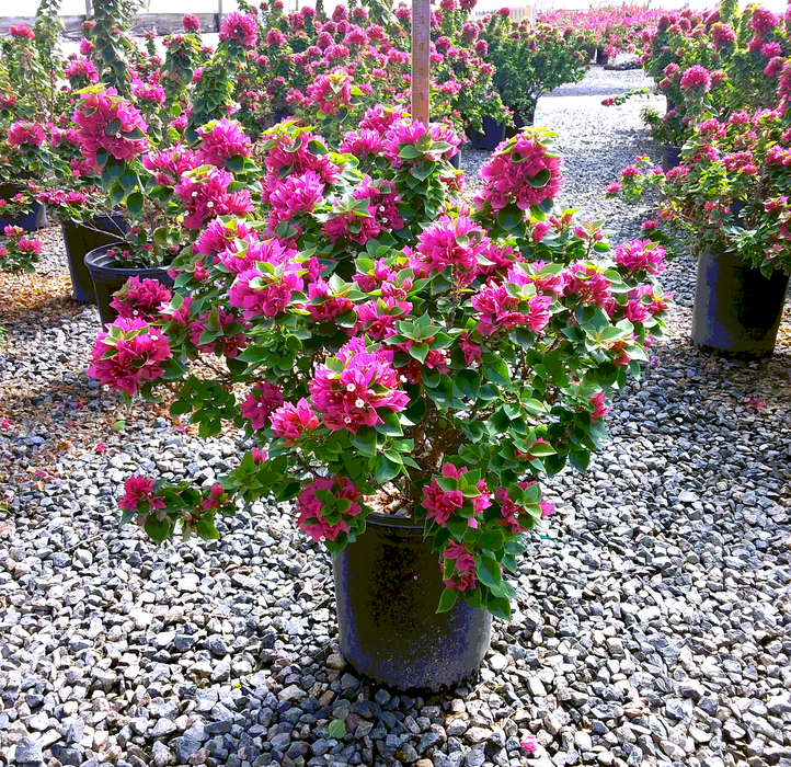 Torch Glow Bougainvillea