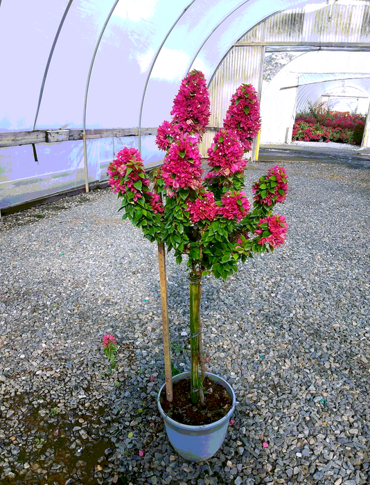 Torch Glow Bougainvillea