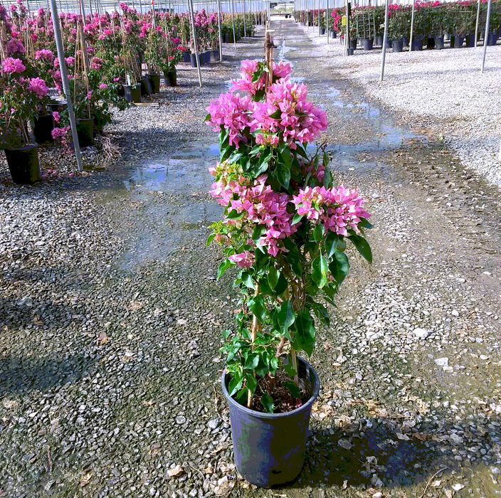 Vera Pink Bougainvillea