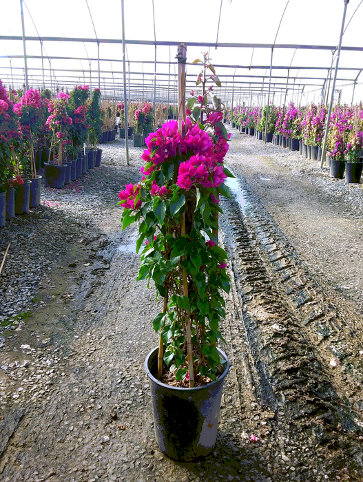 Vera Light Purple Bougainvillea