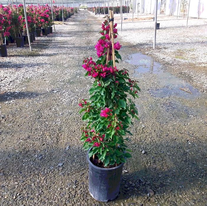 Vera Lynn Bougainvillea