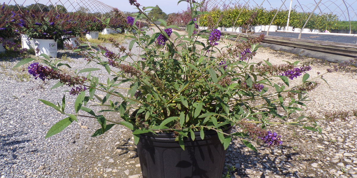 Butterfly bush 'Black Knight' | Buddleja davidii | 3L Pot