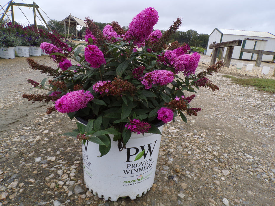 Pugster Pinker® Butterfly Bush