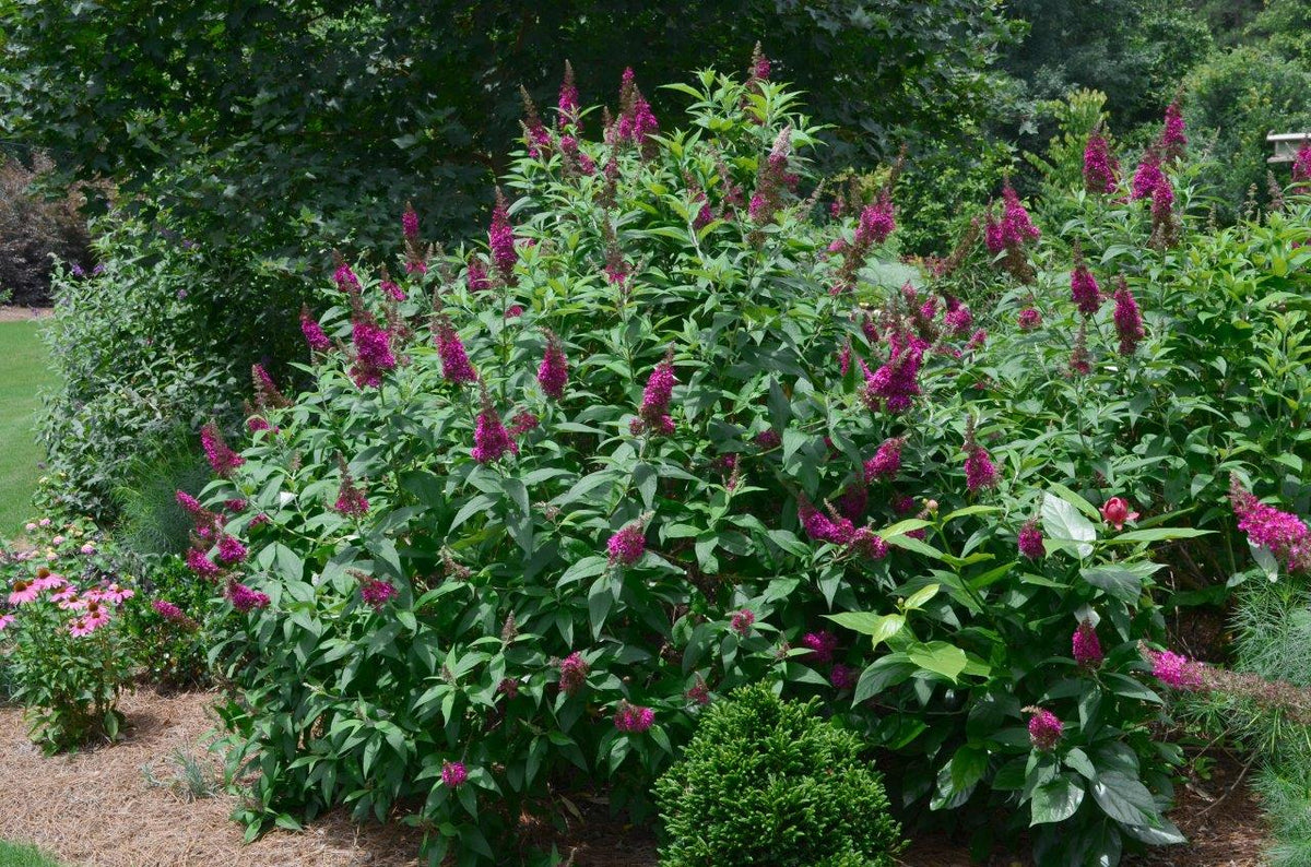 Funky Fuchsia Butterfly Bush - 3 Gallon (1-1.5ft Tall) — Gardens of the ...