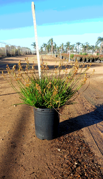 Hallmark Orange Bulbine