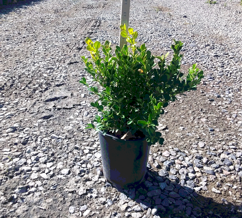 Japanese Boxwood