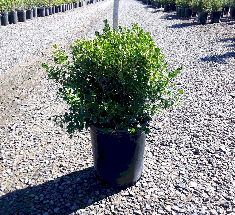 Japanese Boxwood