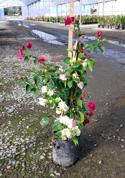 Bouganvillea - Barbara Karst AND Thai Delight Mixed Plant