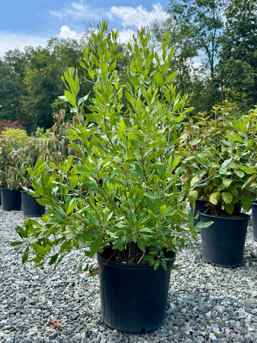 Northern Bayberry