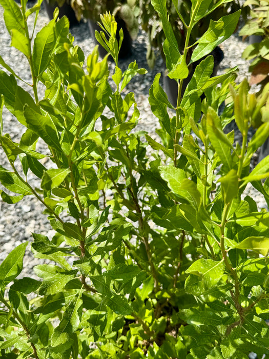 Northern Bayberry