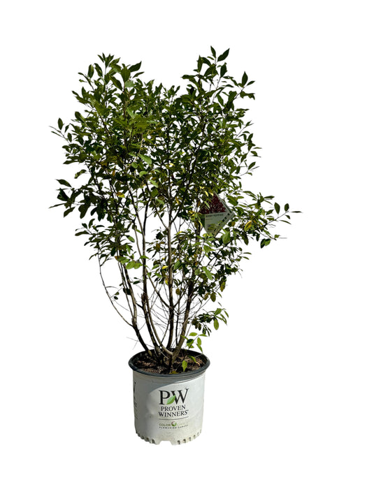 Berry Poppins® Winterberry