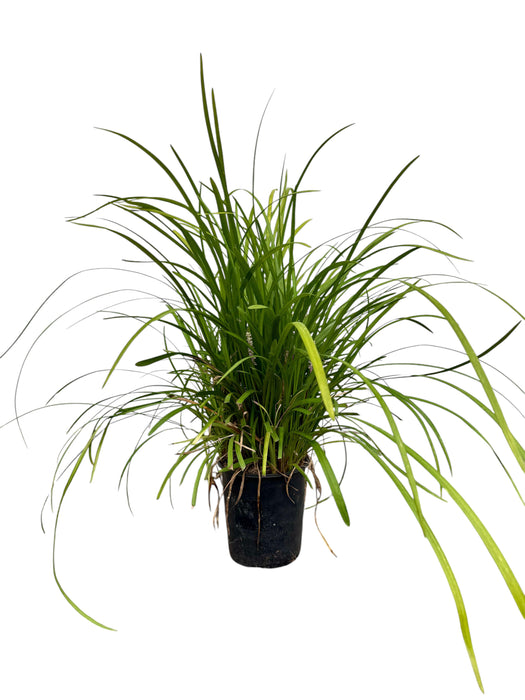 Big Blue Lilyturf (Liriope)