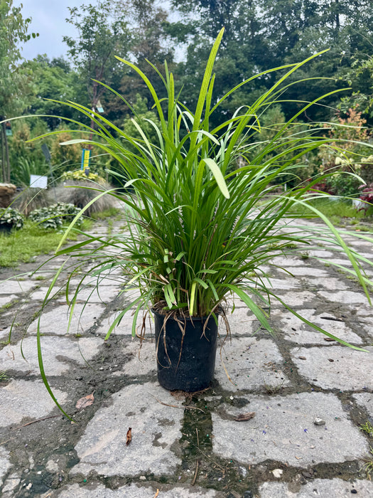 Big Blue Lilyturf (Liriope)