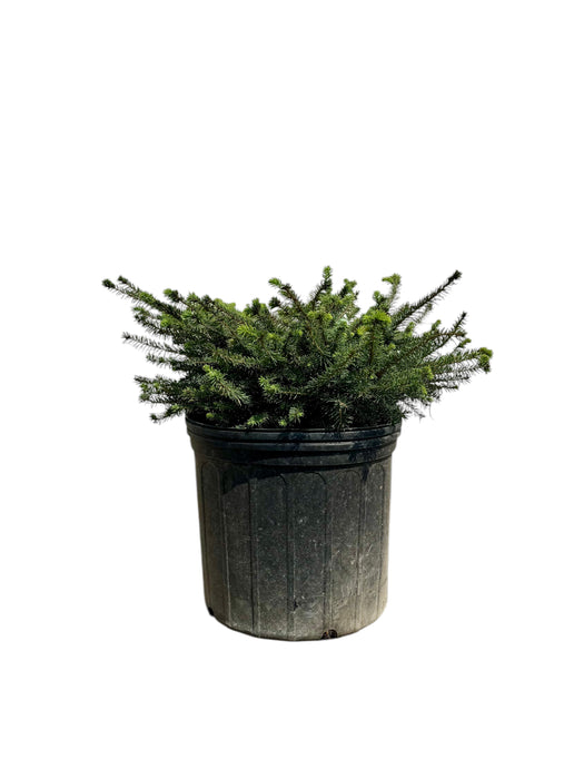 Birds Nest Spruce