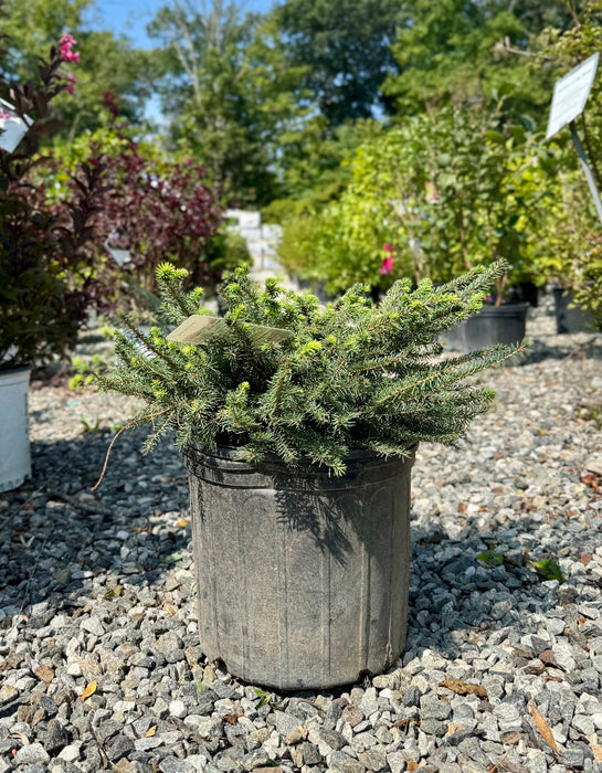 Birds Nest Spruce
