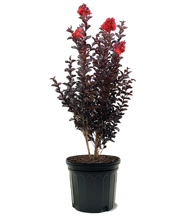 Black Diamond® Crimson Red™ Crapemyrtle