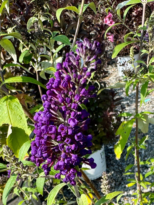 Black Knight Butterfly Bush