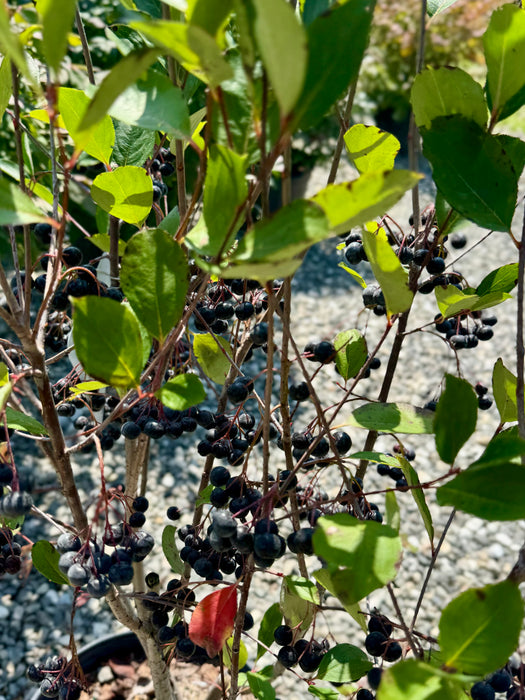 Autumn Magic Black Chokeberry