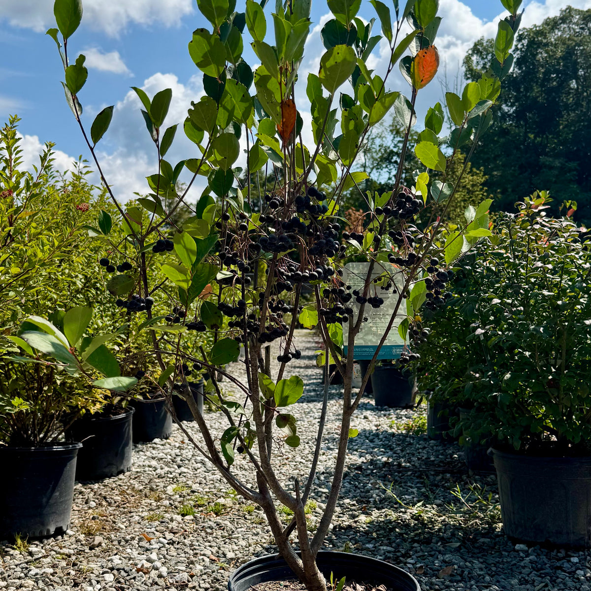 BlackMagicAronia_2_1200x1200_c
