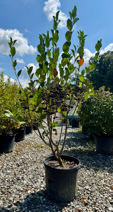 Autumn Magic Black Chokeberry