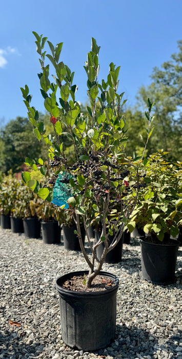Autumn Magic Black Chokeberry