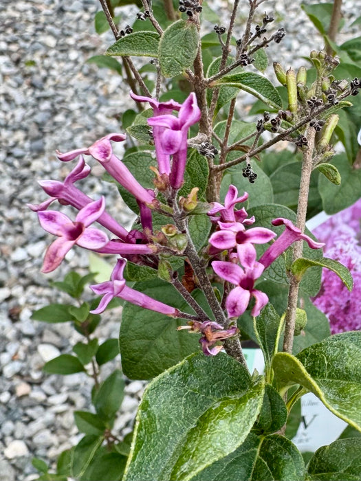Bloomerang® Purpink Lilac