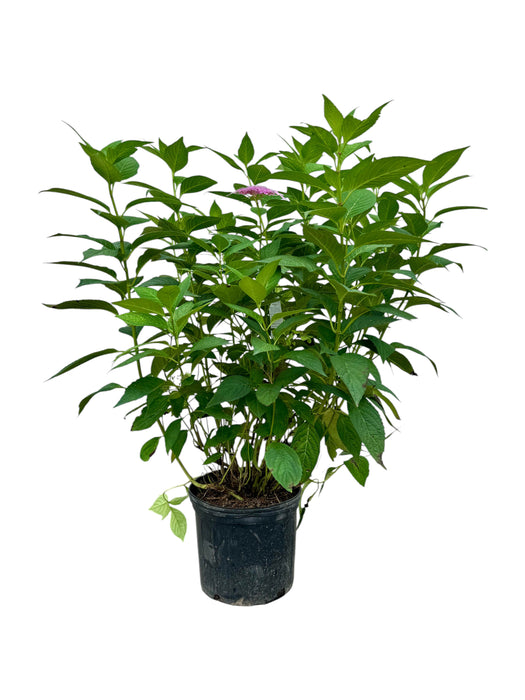 Bluebird Lacecap Hydrangea