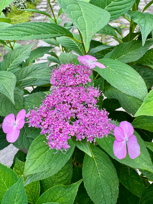 Bluebird Lacecap Hydrangea