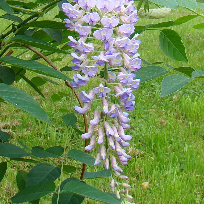 Blue Moon Kentucky Wisteria