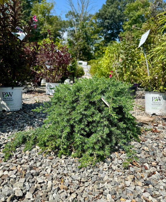Blue Pacific Juniper