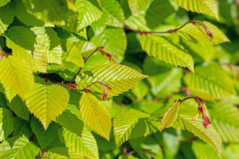 XL Emerald Avenue European Hornbeam