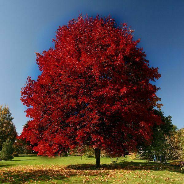 XL Brandywine Red Maple — Gardens of the World