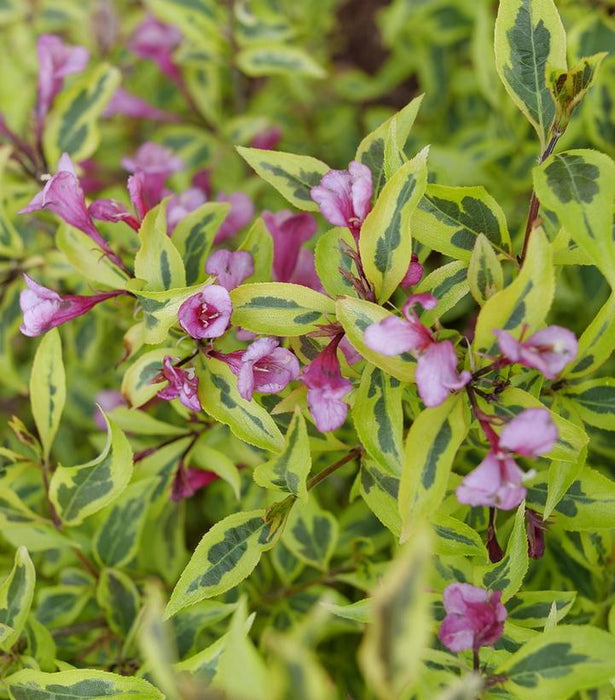 Bubbly Wine Weigela