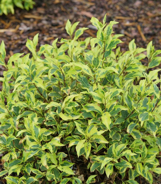 Bubbly Wine® Weigela