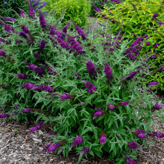 HUMDINGER® Magenta Munchkin Butterfly Bush