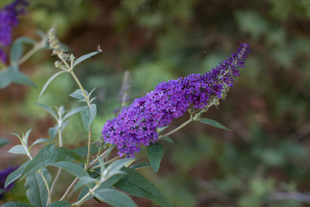 Psychedelic Sky™ Butterfly Bush