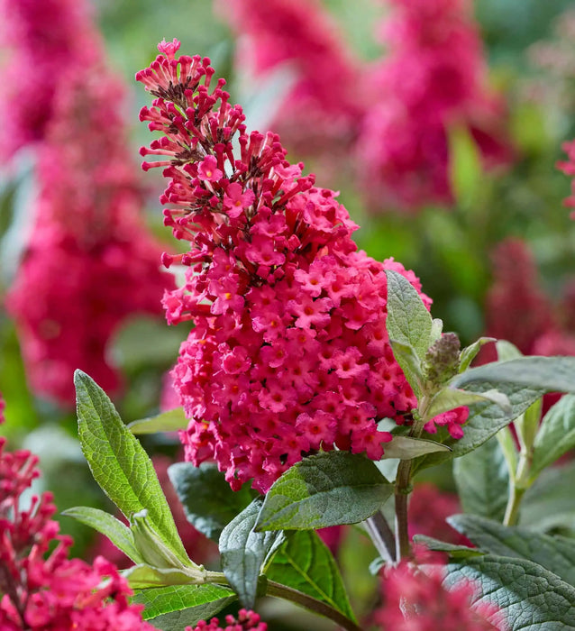 Butterfly Candy Li'l Raspberry™ Butterfly Bush