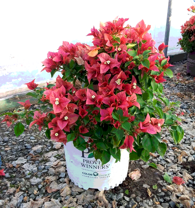 BAMBINO™ Burnt Orange Bougainvillea