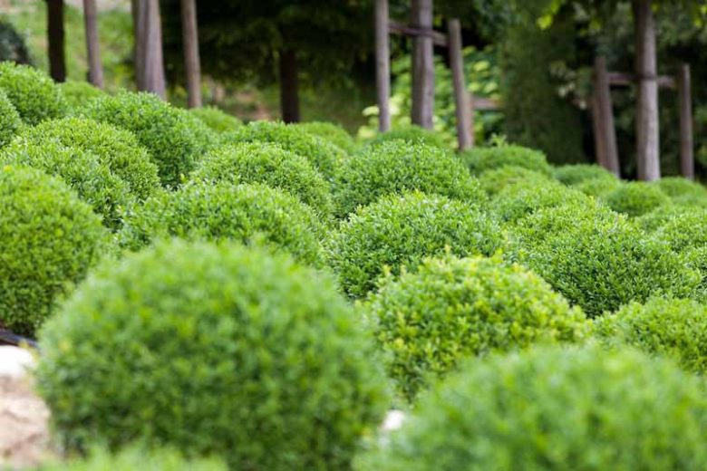 Dwarf English Boxwood