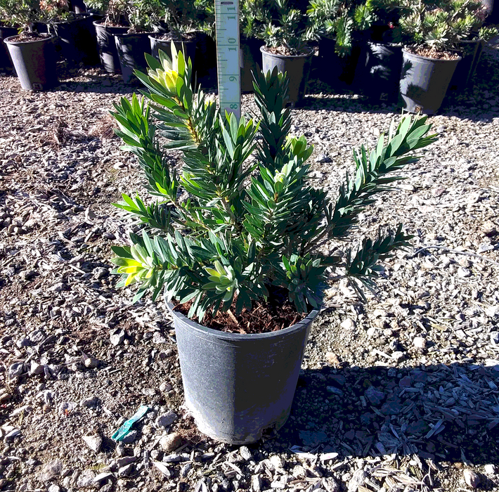 Little John Dwarf Bottlebrush (Callistemon)