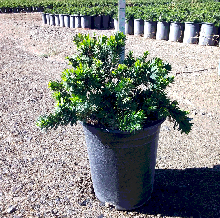 Little John Dwarf Bottlebrush (Callistemon)