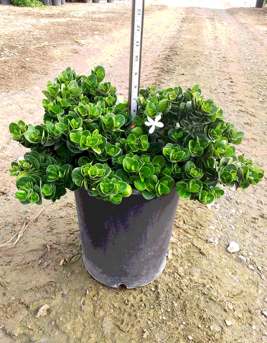 Boxwood Beauty Natal Plum