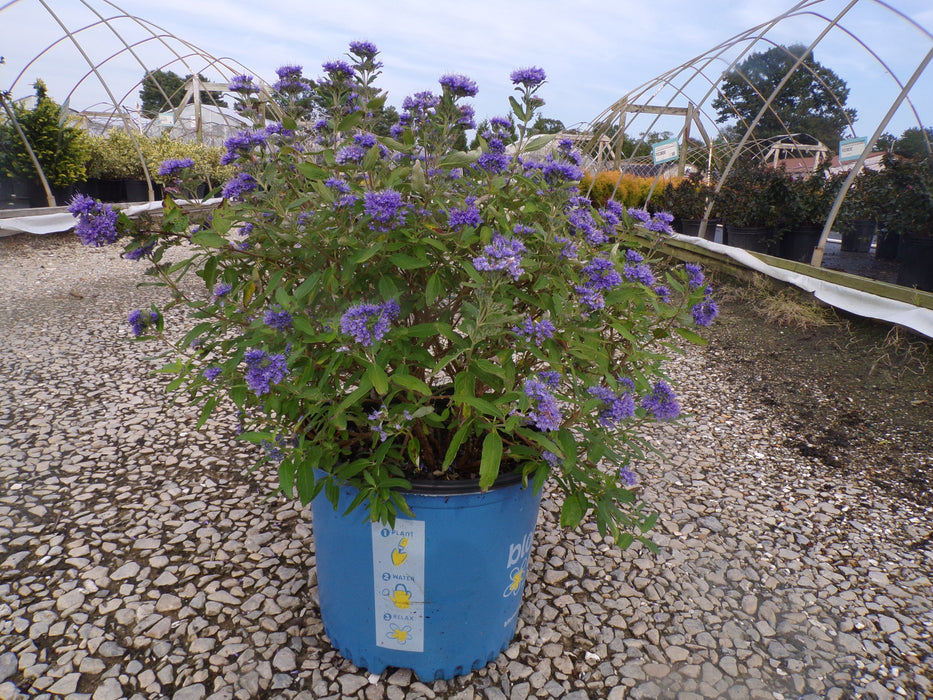 Beekeeper™ Bluebeard (Caryopteris)