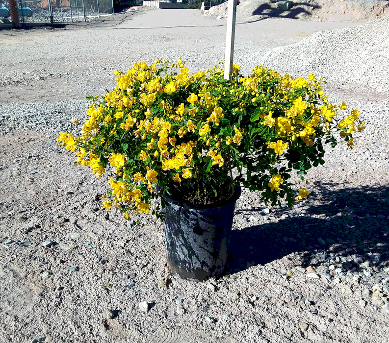 Winter Cassia (Cassia bicapsularis)