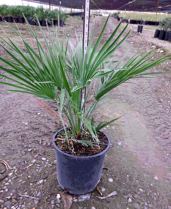 European Fan Palm Tree