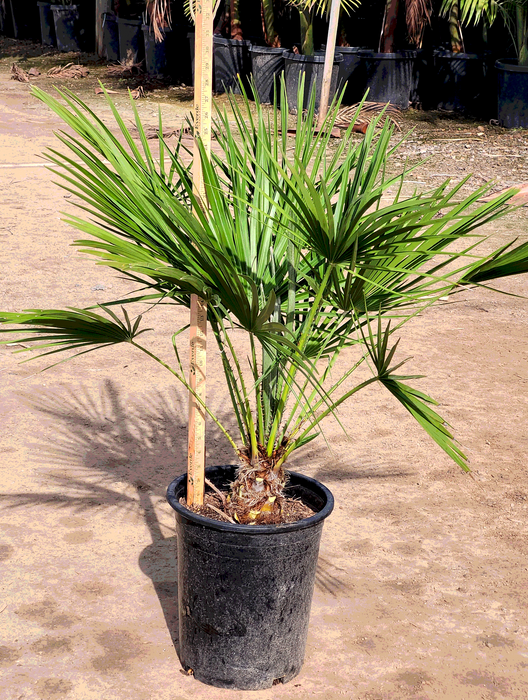 European Fan Palm Tree