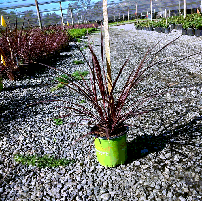 Design-A-Line™ Cordyline