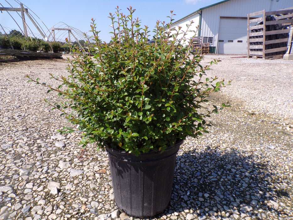 Coral Beauty Cotoneaster