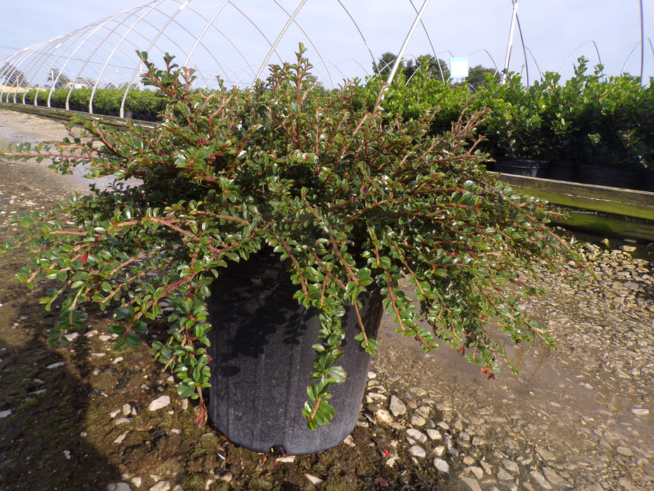 Tom Thumb Cotoneaster