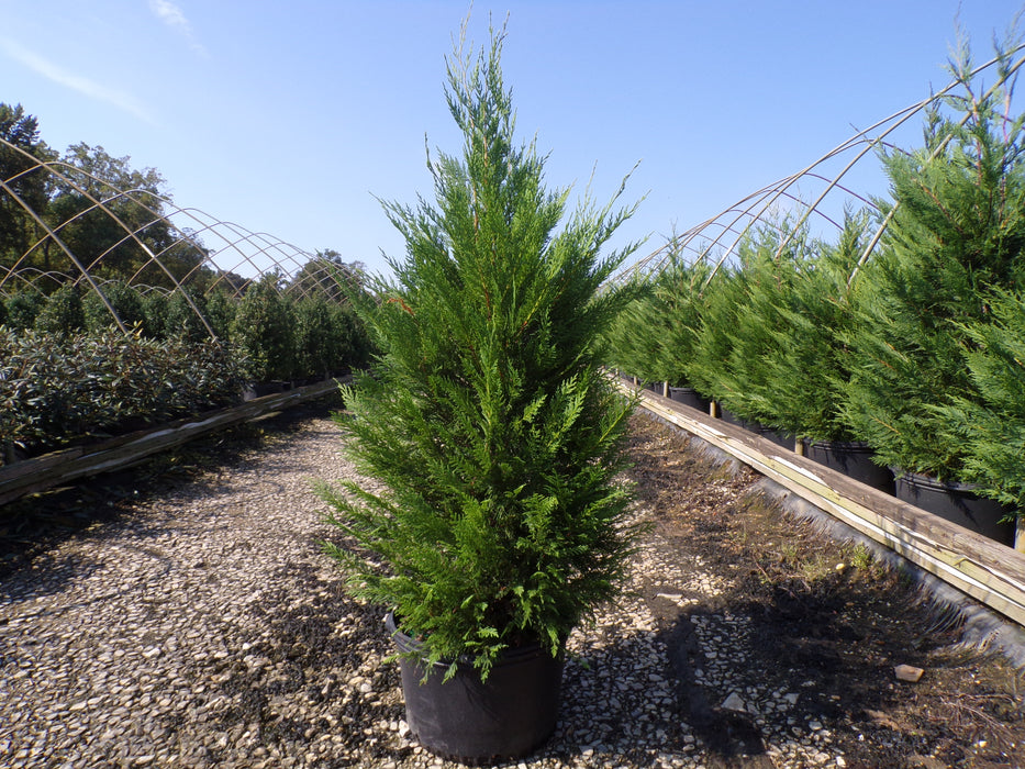 Leyland Cypress